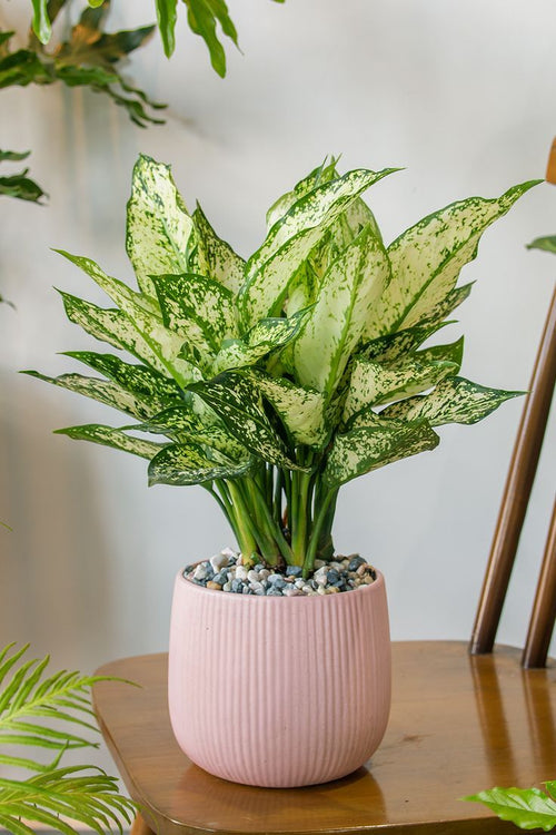 Aglaonema Chinese Evergreen 