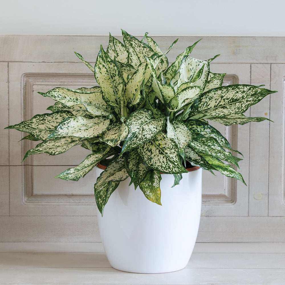 Aglaonema Chinese Evergreen Plant