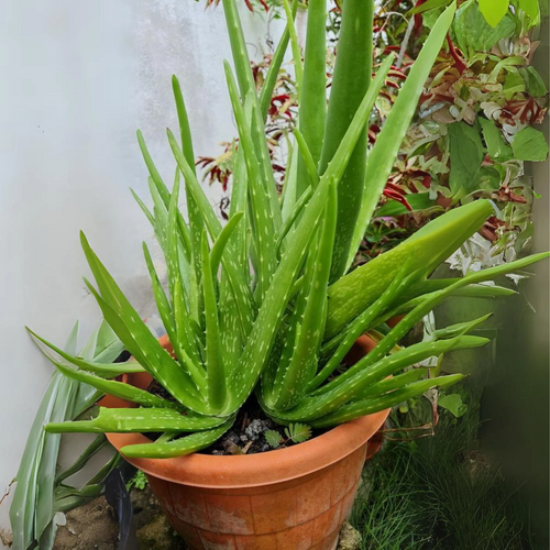 Aloe Vera Plant