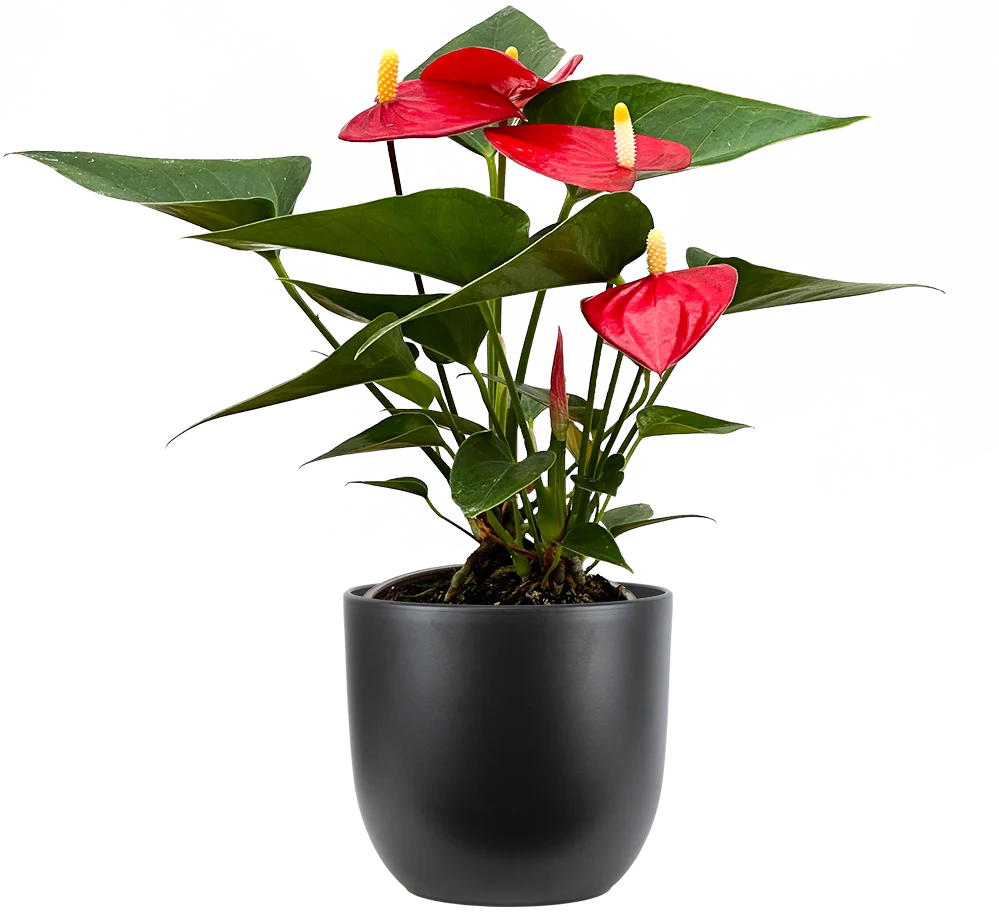 Anthurium Plant