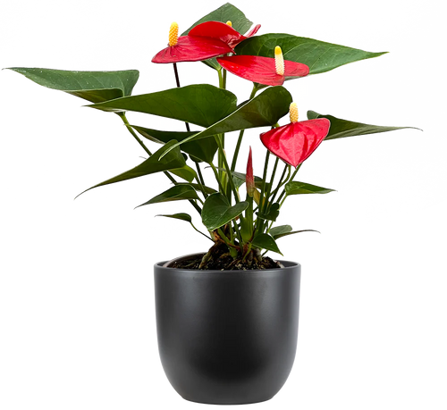 Anthurium Plant