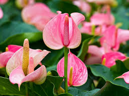 Anthurium Plants