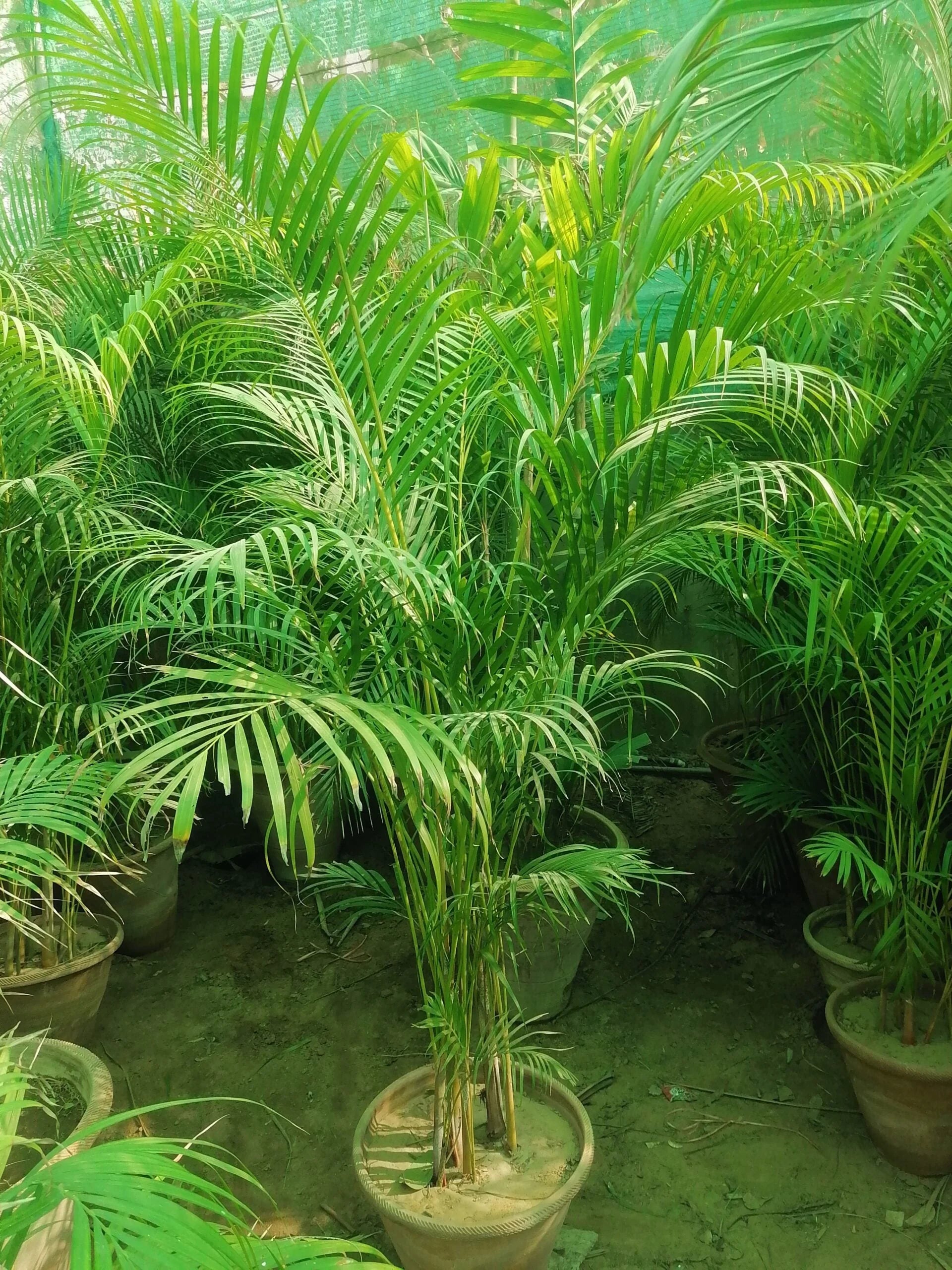 Areca Palm