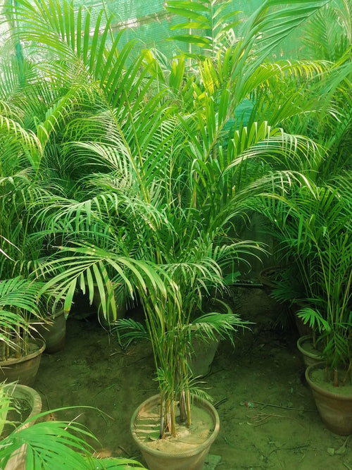 Areca Palm