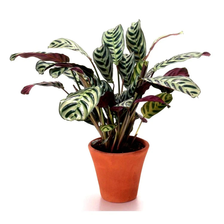 Calathea Plant