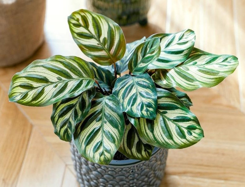 Calathea Plants