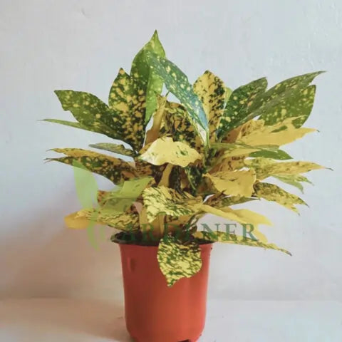 Croton Plants