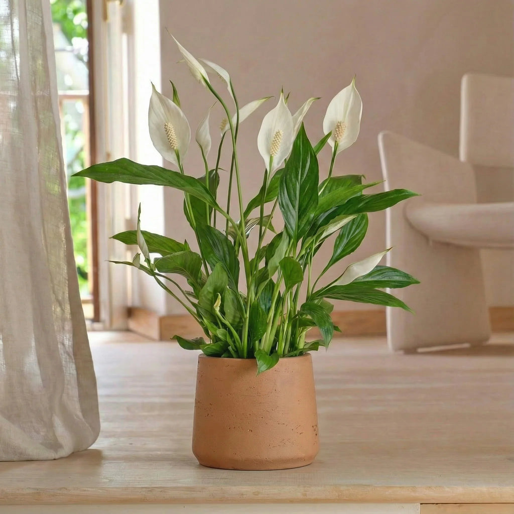 Peace Lilly Plant