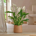 Peace Lilly Plant