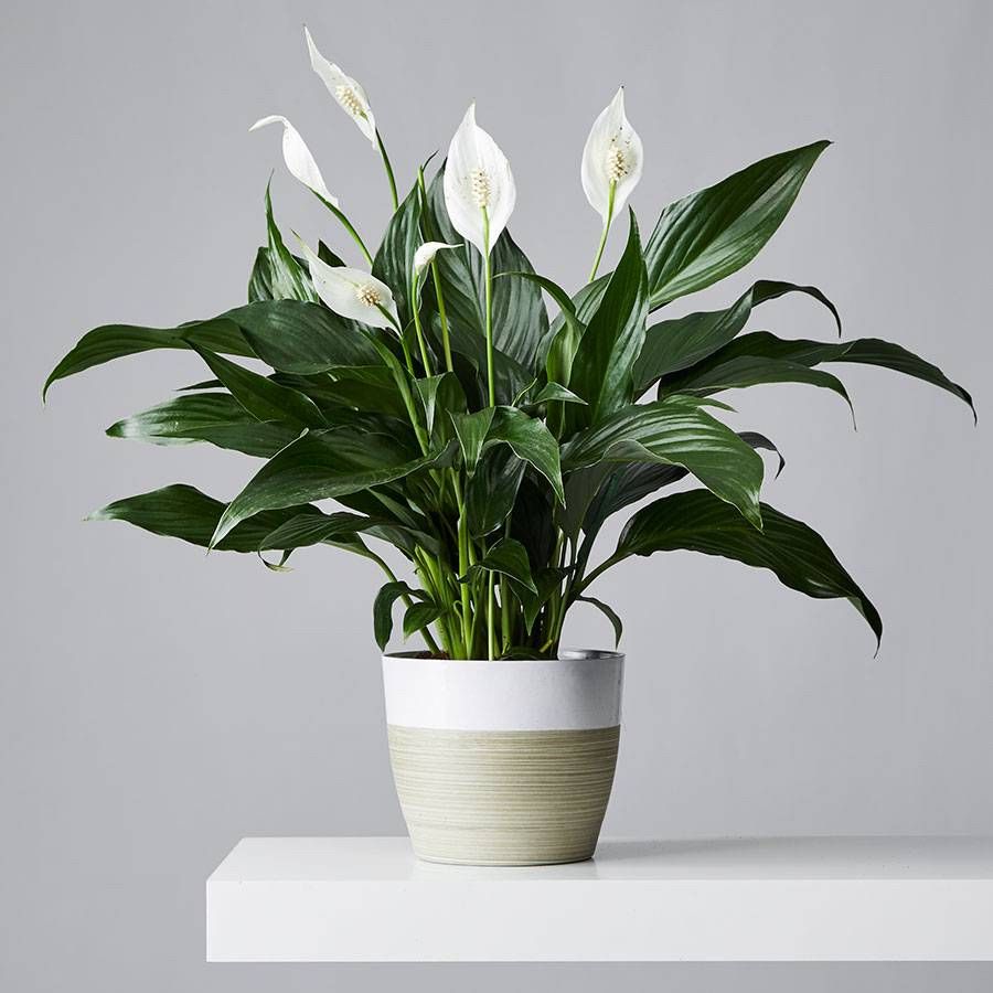 peace lily plant